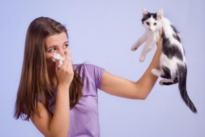 Come costruire l'immunità all'allergia ai gatti