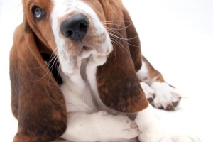 Come prendersi cura di un basset hound?