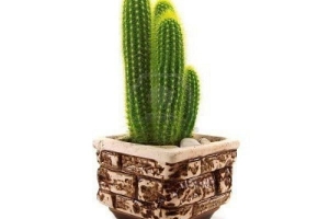 Come prendersi cura di una pianta di cactus al chiuso o all'aperto