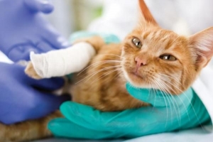 Come prendersi cura di un gatto con una gamba rotta