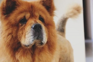 Come prendersi cura di un chow chow
