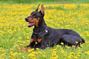 Come prendersi cura di un dobermann?