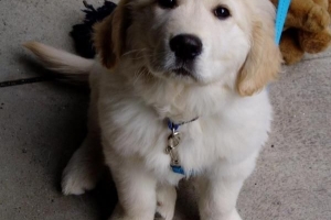Come prendersi cura di un golden retriever - dal cucciolo all'età adulta