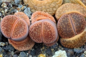 Come prendersi cura di una pianta di pietra viva
