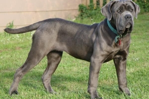 Come prendersi cura di un mastino napoletano