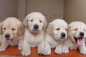 Come prendersi cura di un cane appena nato?