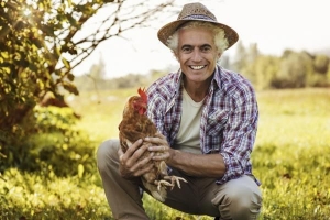 Come prendersi cura di un pollo domestico?