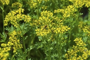Come prendersi cura di una pianta di ruta