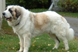 Come prendersi cura di un mastino spagnolo?