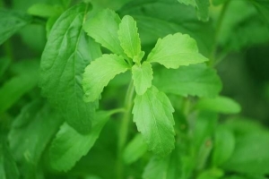 Come prendersi cura di una pianta di stevia