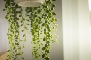 Come prendersi cura di una pianta di fili di perle