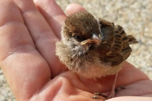 Come prendersi cura e allevare un passerotto?