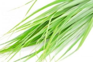 Come prendersi cura della citronella