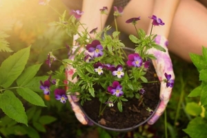 Come prendersi cura dei fiori di viola del pensiero del giardino?