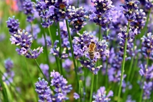 Come prendersi cura delle piante di lavanda?