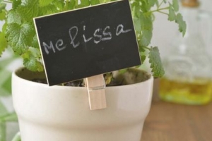Come prendersi cura della melissa