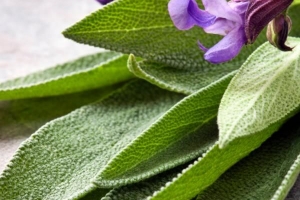 Come prendersi cura di salvia