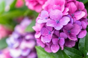 Come cambiare il colore delle ortensie in modo naturale