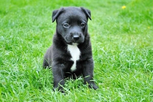 Come controllare la febbre di un cane