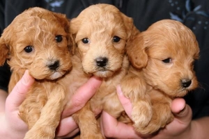 Come scegliere un cane da una cucciolata