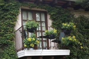 Come scegliere le piante per il mio balcone?