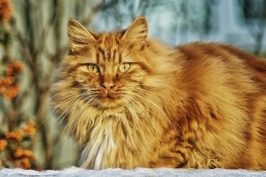 Come scegliere la migliore spazzola per il mio gatto?