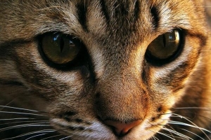 Come pulire lo scarico dell'occhio di gatto?
