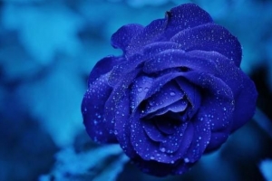 Come creare rose blu naturali