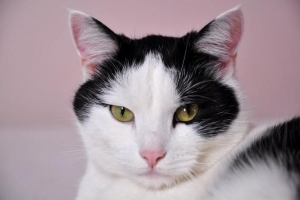 Come curare le infezioni dell'orecchio nei gatti