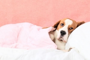Come curare il raffreddore del mio cane