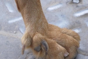 Come tagliare l'artiglio di rugiada di un cane?