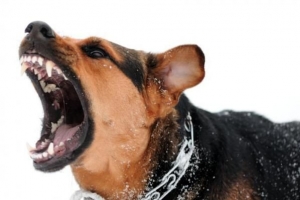 Come comportarsi con un cane aggressivo