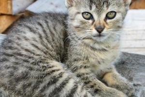 Come scoraggiare un gatto