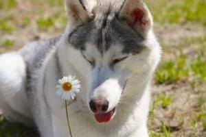 Come sverminare il mio cane