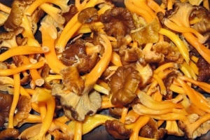 Come essiccare i funghi gallinacci dai piedi gialli