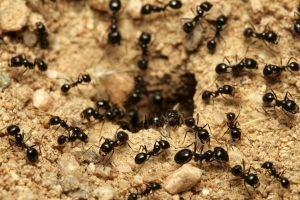 Come eliminare le formiche dal giardino in modo naturale