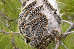 Come sterminare i bruchi processionaria del pino