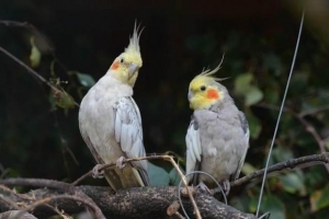 Come nutrire un pulcino di cockatiel?