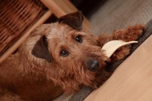 Come nutrire un cane malnutrito