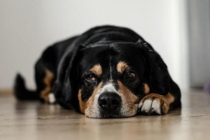 Come nutrire un vecchio cane