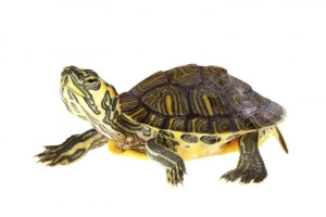Come nutrire le tartarughe?