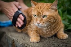 Come guadagnare la fiducia di un gatto