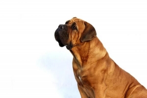 Come eliminare l'odore di cane dai vestiti