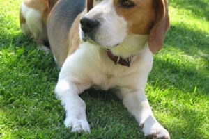 Come ottenere il pedigree del mio cane