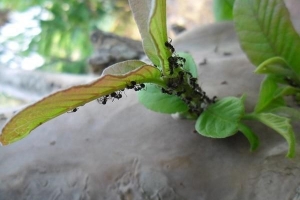 Come sbarazzarsi delle formiche in modo naturale con l'aceto