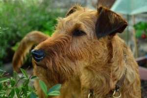 Come sbarazzarsi del singhiozzo del cane