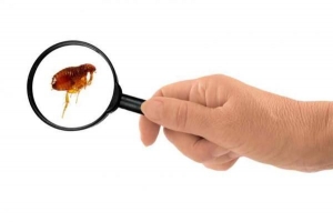 Come sbarazzarsi delle pulci in casa
