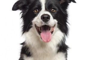 Come sbarazzarsi dell'alitosi del mio cane