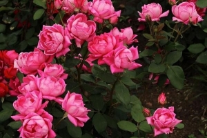 Come sbarazzarsi dei parassiti nei cespugli di rose