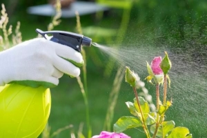 Come sbarazzarsi dei parassiti sulle piante in modo naturale